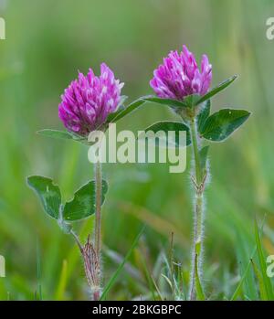 Trifoglio rosso (Trifolium pratense) fiorito in un prato di fiori selvatici in maggio, Glossop, Inghilterra Foto Stock