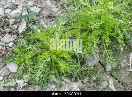 Foglie giovani della fattoria arabile erbacce Pineappeweed / Matricaria discoidea in campo corto [maggio]. Ha il sapore e il sapore di ananas. Foto Stock