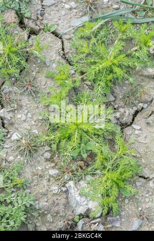 Foglie giovani della fattoria arabile erbacce Pineappeweed / Matricaria discoidea in campo corto [maggio]. Ha il sapore e il sapore di ananas. Foto Stock