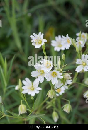 Fiori bianchi primaverili di Greater Stitchwort / Stellaria hologea, un parente di Chickweed / Stellaria media. Pianta medicinale usata nelle cure Foto Stock