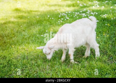 Carino agnello su un prato verde. Foto primavera. Capra su un pascolo. Foto Stock