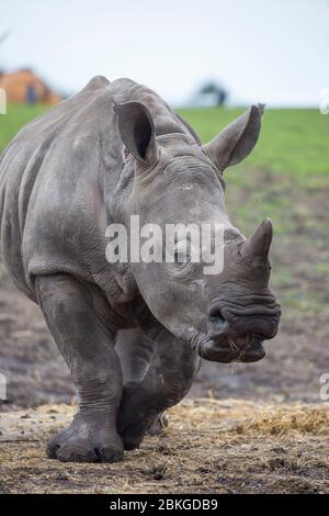 Vista frontale da vicino di giovani e allegri rinoceronti bianchi del sud (Ceratotherium simum) in cattività isolata all'aperto al West Midland Safari Park, Regno Unito. Foto Stock