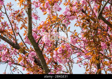 16 aprile 2020, Sassonia, Lipsia: Nella cultura giapponese, la fioritura dei ciliegi giapponesi è un momento culminante del calendario. Segna l'inizio della primavera. La fioritura è sinonimo di bellezza, di transitorietà e di nuovi inizi. Nel frattempo, alcuni alberi sono stati piantati anche nelle città tedesche. Foto: Nico Schimmelpfennig/dpa-Zentralbild/ZB Foto Stock