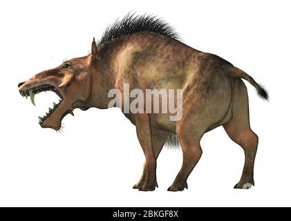 L'Entelodon, o maiale dell'inferno, è un maiale preistorico estinto o un mammifero simile a un cinghiale che visse durante l'Eocene e il Miocene. Su sfondo bianco . Foto Stock