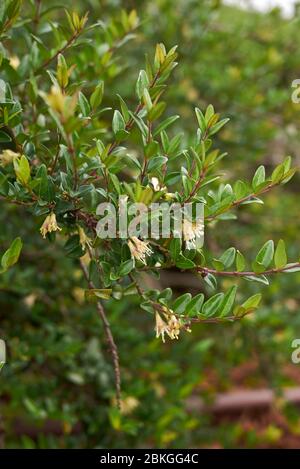 Lonicera nitida in fiore lonicera Foto Stock