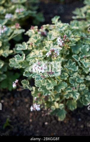Pelargonium graveolens variegata in fiore Foto Stock