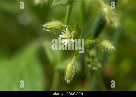 Stellaria media fiori bianchi Foto Stock