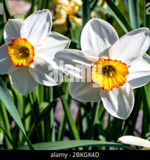 Due belle narcissus Daffodils in pieno fiore primaverile senza persone Foto Stock