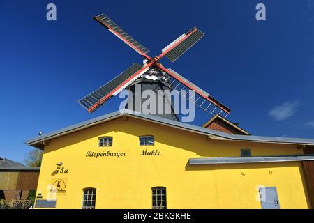 Riepe Burger Mill Boreas a Kirchwerder, quattro e paludi, Amburgo, Germania, Europa / Riepenburger Mühle Boreas a Kirchwerder, Vier- und Marschl Foto Stock