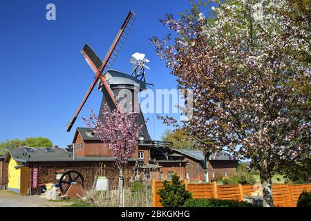 Riepe Burger Mill Boreas a Kirchwerder, quattro e paludi, Amburgo, Germania, Europa / Riepenburger Mühle Boreas a Kirchwerder, Vier- und Marschl Foto Stock