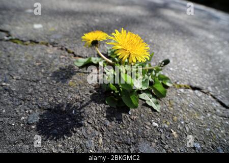 Dente di leone, Taraxacum sect. Ruderalia ha infranto una superficie di asfalto / Löwenzahn, Taraxacum sect. Ruderalia, cappello eine Asphaltdecke durchbrochen Foto Stock