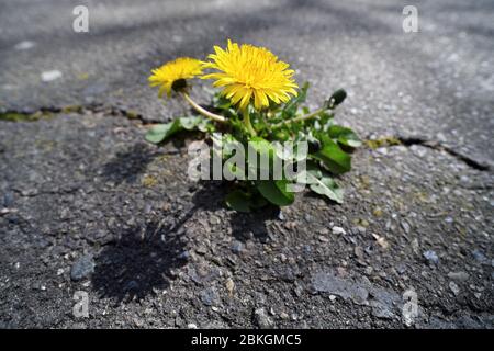 Dente di leone, Taraxacum sect. Ruderalia ha infranto una superficie di asfalto / Löwenzahn, Taraxacum sect. Ruderalia, cappello eine Asphaltdecke durchbrochen Foto Stock