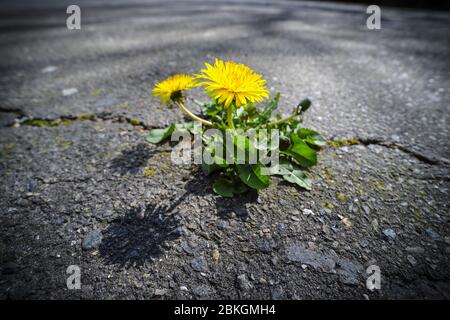 Dente di leone, Taraxacum sect. Ruderalia ha infranto una superficie di asfalto / Löwenzahn, Taraxacum sect. Ruderalia, cappello eine Asphaltdecke durchbrochen Foto Stock