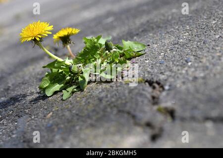 Dente di leone, Taraxacum sect. Ruderalia ha infranto una superficie di asfalto / Löwenzahn, Taraxacum sect. Ruderalia, cappello eine Asphaltdecke durchbrochen Foto Stock