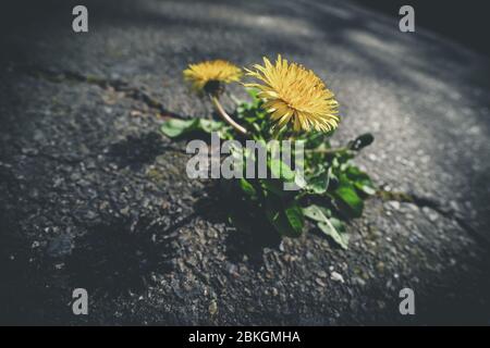 Dente di leone, Taraxacum sect. Ruderalia ha infranto una superficie di asfalto / Löwenzahn, Taraxacum sect. Ruderalia, cappello eine Asphaltdecke durchbrochen Foto Stock