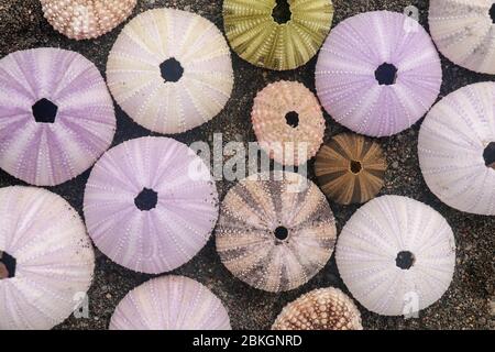 Gusci di ricci marini multicolore su sabbia bagnata nera del vulcano. Varietà di ricci di mare colorati sulla spiaggia. Gruppo di conchiglie su Echinoidea viola, orang Foto Stock