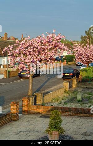 Una strada residenziale a Shepperton con alberi di ciliegio rosa fioriti in piena fioritura, Surrey Inghilterra Regno Unito Foto Stock