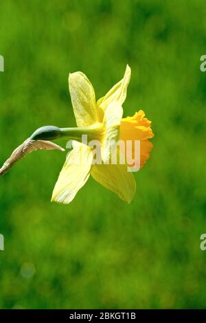 Un primo piano di una primavera fiorita daffodil contro un verde soft focus sfondo Foto Stock