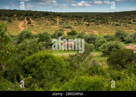 Sud Africa, Capo Orientale, Parco Nazionale degli Elefanti di Addo, elefante vicino al buco dell'acqua Foto Stock