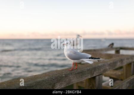Gabbiano seduto sulla ringhiera al tramonto sul mare Foto Stock