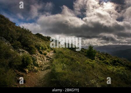 Sentiero escursionistico, Mount Tamalpais state Park, California Foto Stock