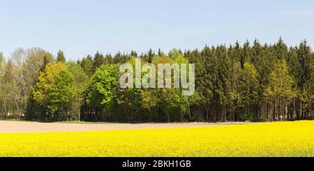 Panorama di una foresta mista con alberi di conifere e decidui. Con campo di colza in fiore giallo in primo piano Foto Stock