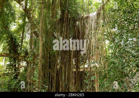 Ficus Elastica ricoperta di lunghe liane nella foresta pluviale. Gomma Fig o gomma Bush in Gunung Kawi Royal Tomb Valley. Albero di gomma, pianta di gomma, Indi Foto Stock