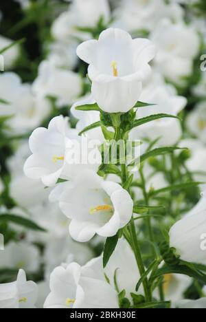 Fiori Campanula bianchi. Macro di fiori Campanula Portenschlagiana Foto Stock