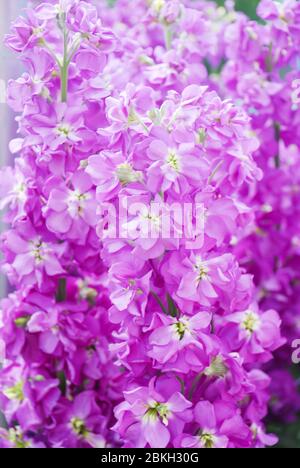 Matthiola incana fiore, fiori di scorta, fiori recisi in vivaio, fioritura completa. Matthiola viola Foto Stock