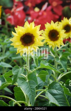 Helianthus annuus, piccoli e in vaso girasoli. nana helianthus, piccola dimensione fiore Foto Stock