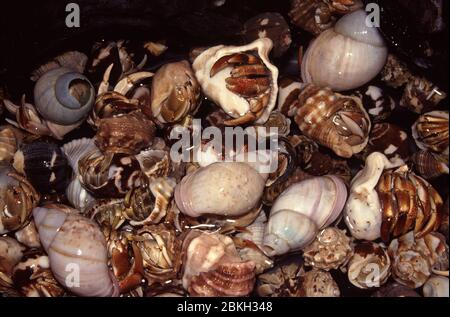 Granchio di eremita di terra bruno, Coenobita clypeatus Foto Stock