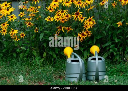 Pentole di irrigazione vicino al letto di fiori di rudbeckia giallo nel giardino Foto Stock