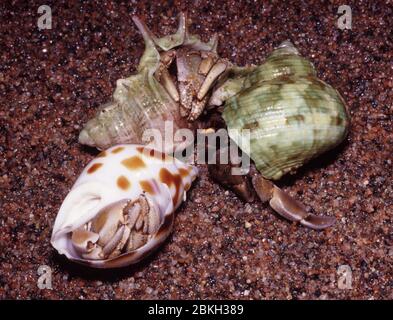 Granchio di eremita di terra bruno, Coenobita clypeatus Foto Stock