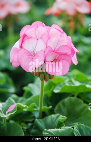 Pelargonium - Geranium Fiori che mostrano il loro bel dettaglio petali nel giardino con uno sfondo verde Foto Stock