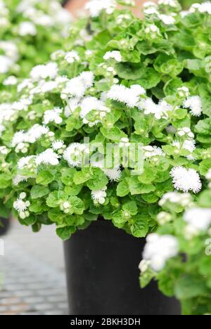 Ageratum, ageratum bianco, piante in vaso bianco nel vassoio nero Foto Stock