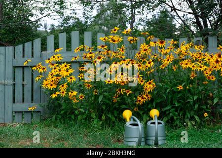 Pentole di irrigazione vicino al letto di fiori di rudbeckia giallo nel giardino Foto Stock