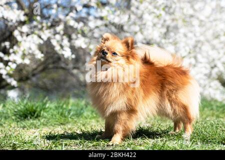 Pomeranian spitz cane, cane piccolo grazioso, in primavera sfondo naturale. Spitz posa in fiore sfondo natura Foto Stock