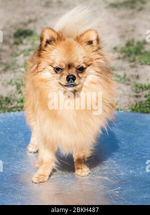 Pomeranian spitz cane, cane piccolo grazioso, in primavera sfondo naturale. Spitz posa in fiore sfondo natura Foto Stock