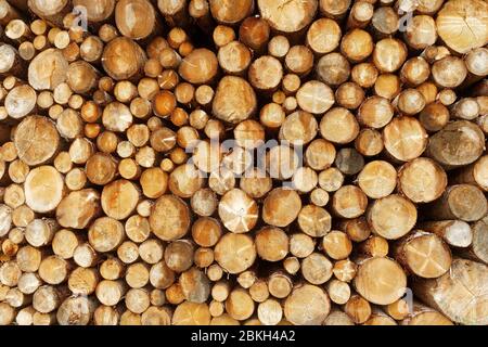 Vista frontale sullo sfondo dei registri ad albero impilati Foto Stock