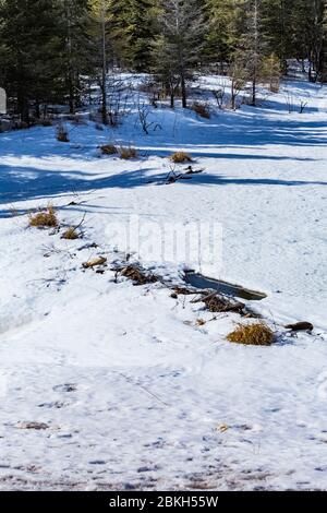 American Beaver, Castor canadensis, diga lungo un torrente in inverno nella regione North Shore del Minnesota, USA Foto Stock