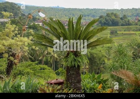 Pianta molto simmetrica Cycas revoluta Thunb sostiene una corona di foglie lucide e verdi scure su un tronco spesso e aghioso. Sfondo verde foglia di Sago Palm. Foto Stock