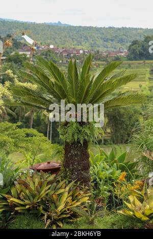 Pianta molto simmetrica Cycas revoluta Thunb sostiene una corona di foglie lucide e verdi scure su un tronco spesso e aghioso. Sfondo verde foglia di Sago Palm. Foto Stock