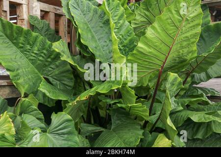 Shoot full frame Alocasia macrorhizos o Taro gigante o alocasia gigante è una specie di pianta fiorita nella famiglia arum (Araceae) che è nativo Foto Stock