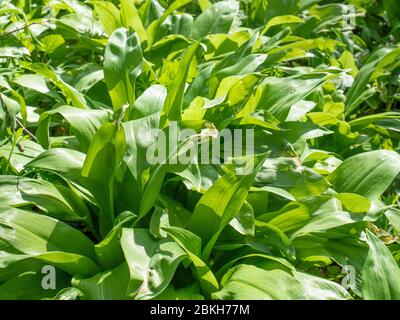 Aromatizzazione alimentare popolare e salutare e erbe primaverili con odore di aglio che cresce in primavera nelle vecchie foreste. Tappeto da foglie di aglio selvatico erbe largo Foto Stock