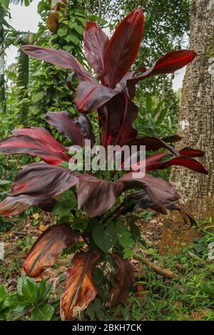 Foglie di Cordyline frutticosa, Cordyline terminalis o ti pianta. Forma rosa foglia rossa che cresce nella giungla. Vegetazione ricca. Foglie rosse e verdi. Migliore t Foto Stock