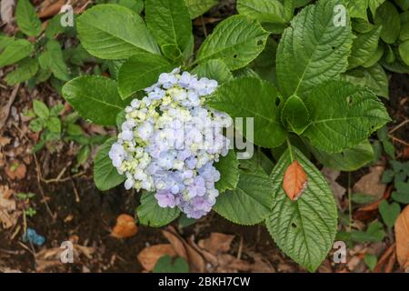 Fuoco selettivo su begli cespuglio di fiori blu, viola Hydrangea o Hortensia (Hydrangea macrophylla) e foglie verdi sotto la luce del sole Foto Stock