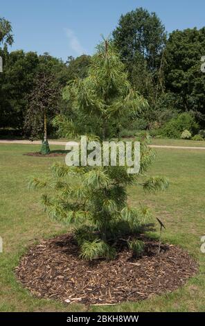 Il Foliage estivo dell'albero di pino coreano "Dragon Eye" (Pinus koraiensis "Oculus Draconis") cresce in un giardino nel Surrey rurale, Inghilterra, Regno Unito Foto Stock