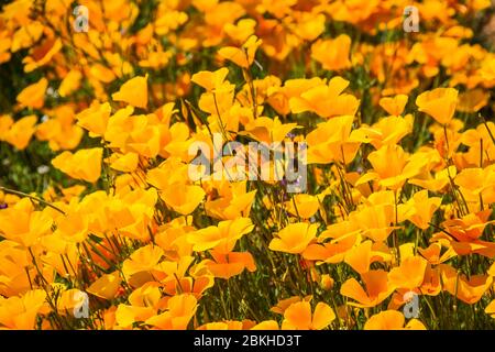 Una chiusura di diversi California Poppies in piena luce solare in un ambiente naturale. Foto Stock