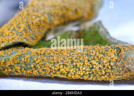 Sorrel o Oxalis Rust Fungus - Puccinia oxalidis sul lato inferiore della foglia di Pink Sorrel - Oxalis articolata Foto Stock