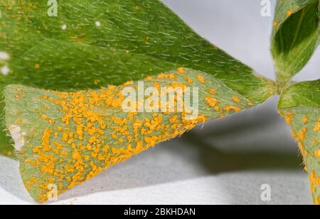 Sorrel o Oxalis Rust Fungus - Puccinia oxalidis sul lato inferiore della foglia di Pink Sorrel - Oxalis articolata Foto Stock